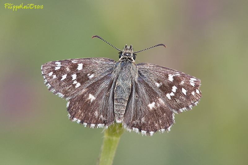 Farfalla da identificare